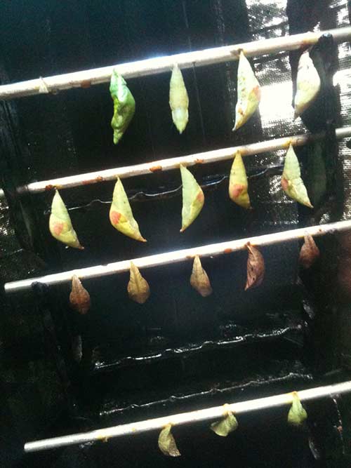 Butterflies in an Airport?