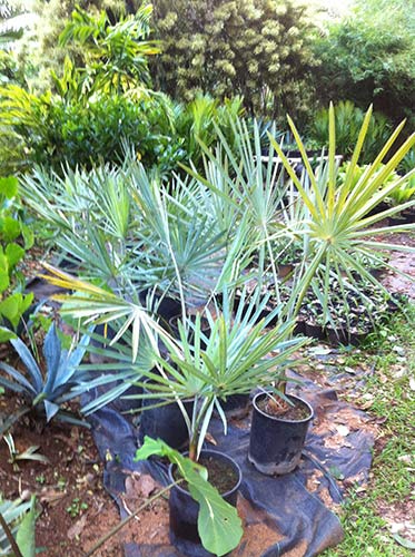 New Plants for Himalayan Acres