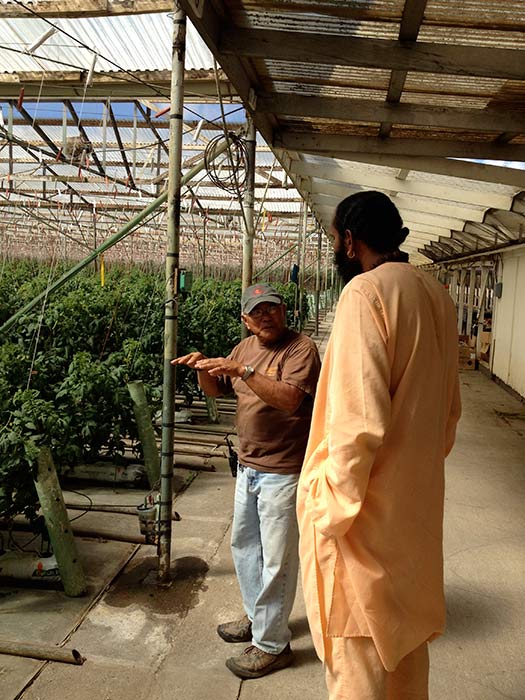 Monks Visit Professional Tomato and Cucumber Farmer