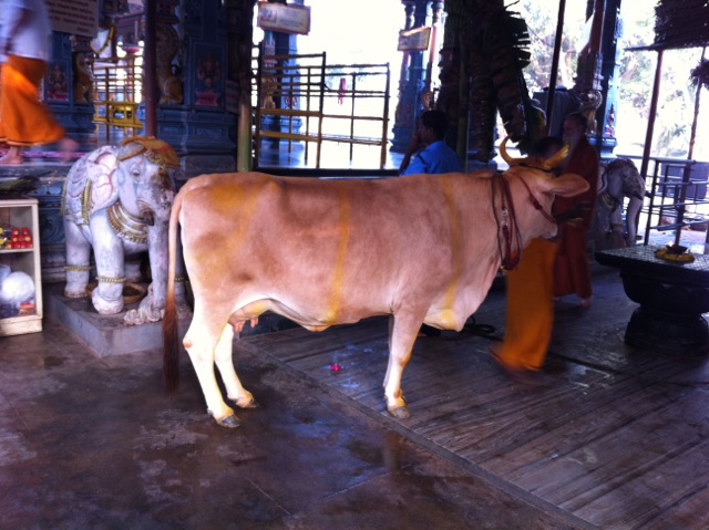 Visit to Shakti Amma's Sripuram, Vellore, India