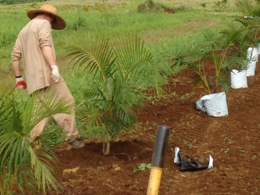 Planting Palms