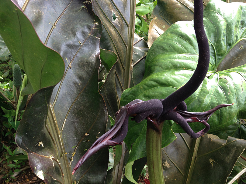 Giant Anthurium