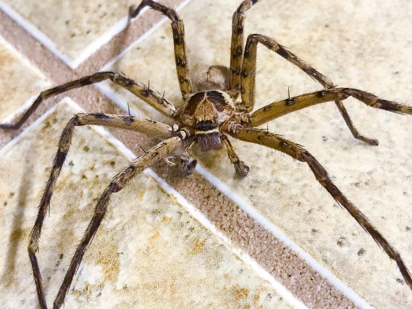 Appreciating the Kauai Cane Spider