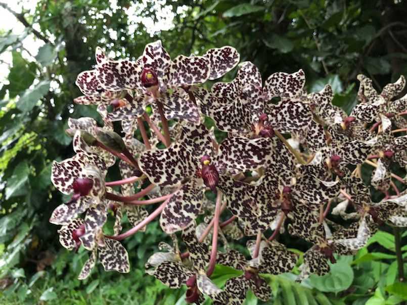 Blooming Orchid