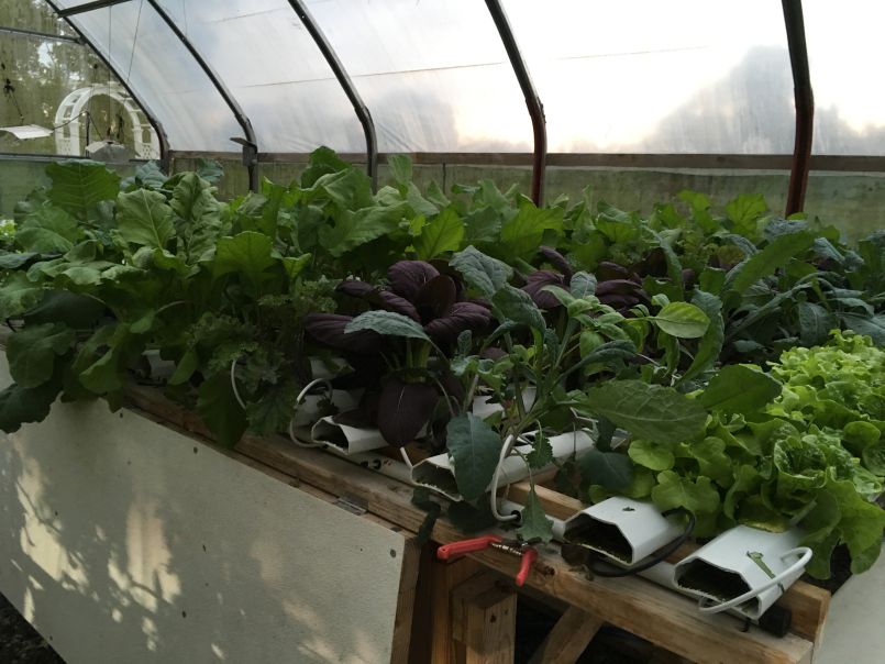 Greens Growing in a Greenhouse