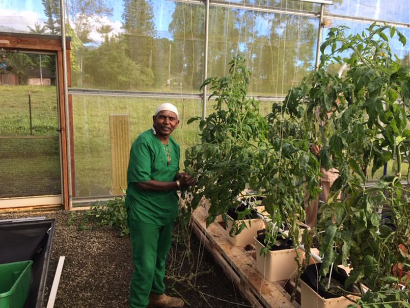 Replanting Tomatoes