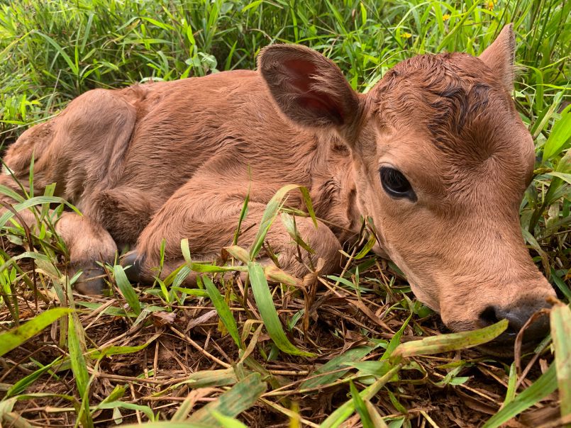 A New Calf is Born!