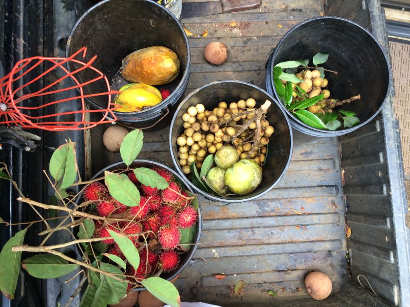 Abundance Galore