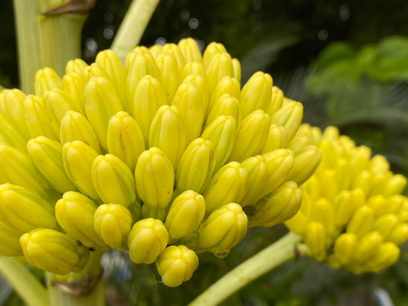 In Siva's Garden Today