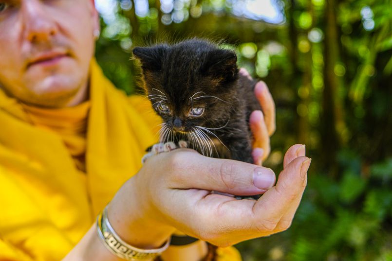 Meet Yali the Kitten