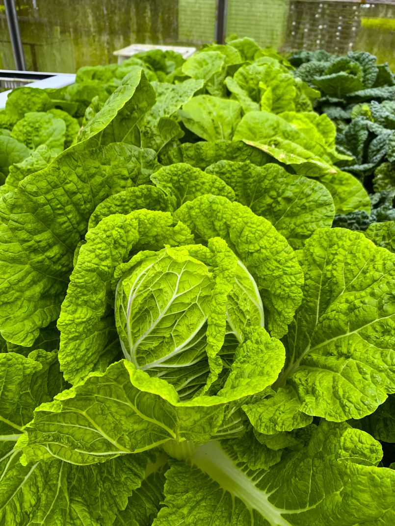 Cabbage, Taters and Bees