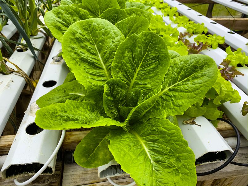 Glories of the Greenhouse