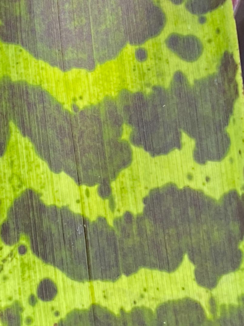 The Patterns of Plants