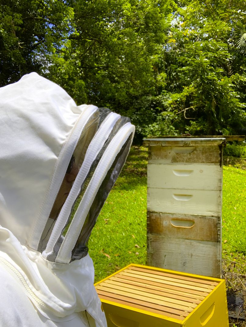 Honey Bees, Ducks, Guru Bhakti and More