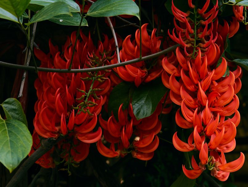Garden Fireworks