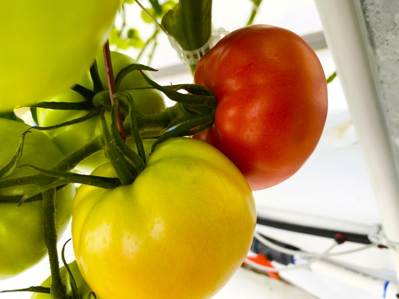 Celebrating our First Tomatoes!