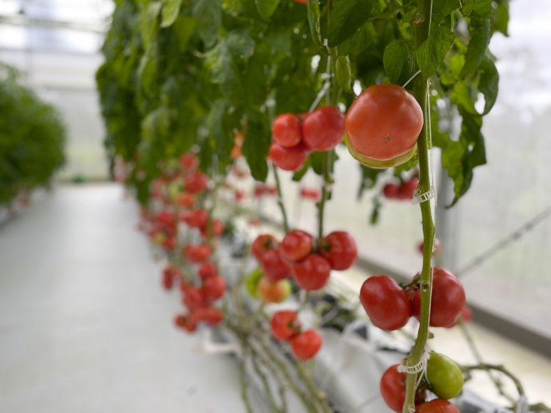 An Update from Our Greenhouse