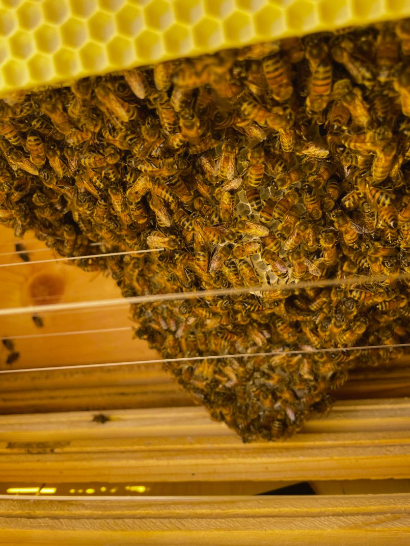A Hive of Happy Honey Bees