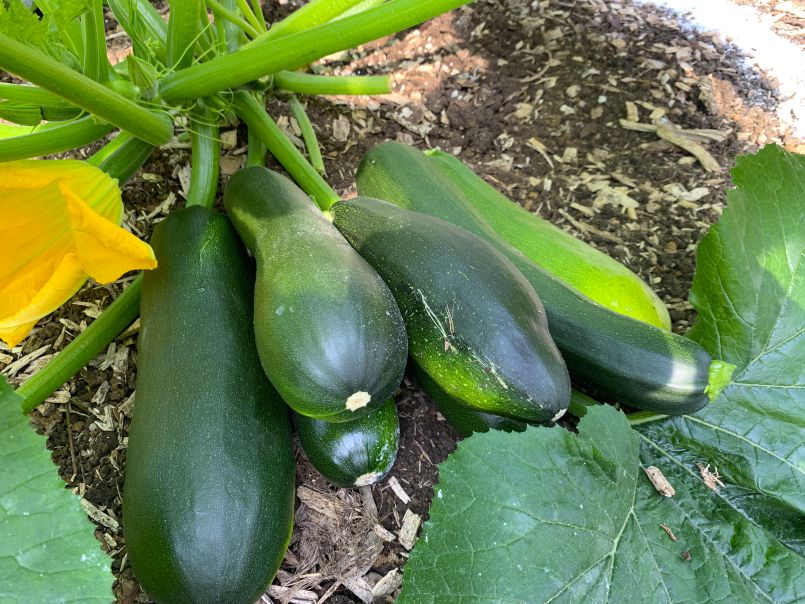 A Successful Crop of Zucchini!