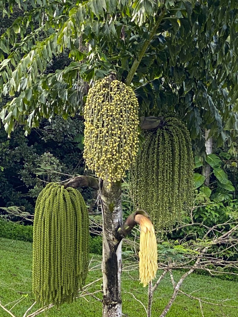 Giant Fishtail Palm