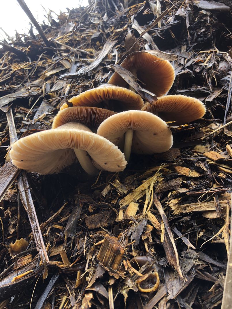 The Fungus Amongus
