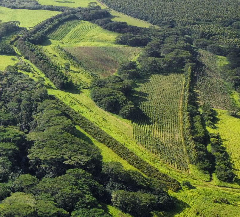 Kauai Aadheenam's Hidden Hardwood Forests - A Retrospect of 20 years