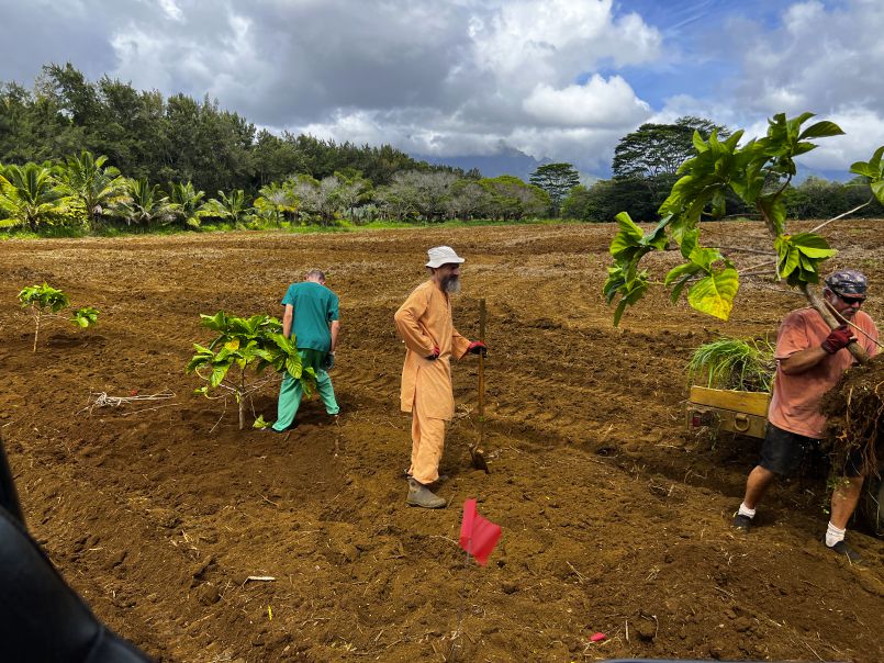 Relocating Noni Trees