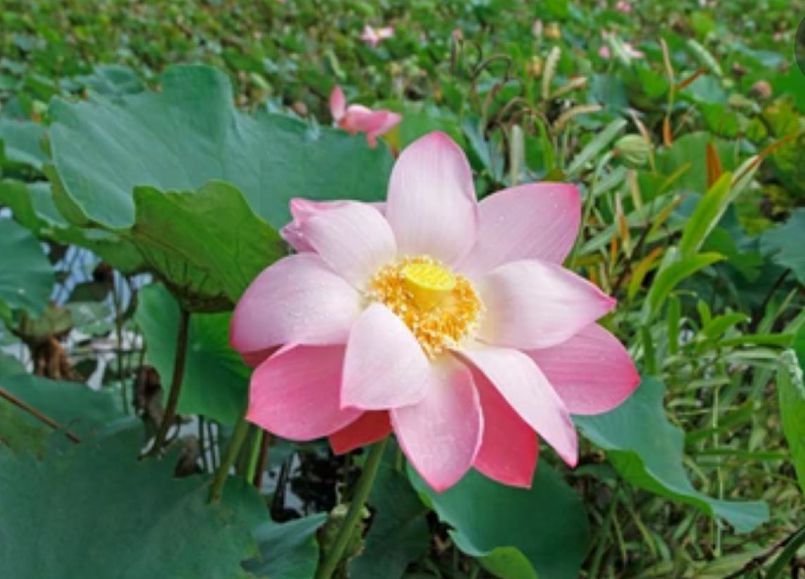 Lotuses for Siva