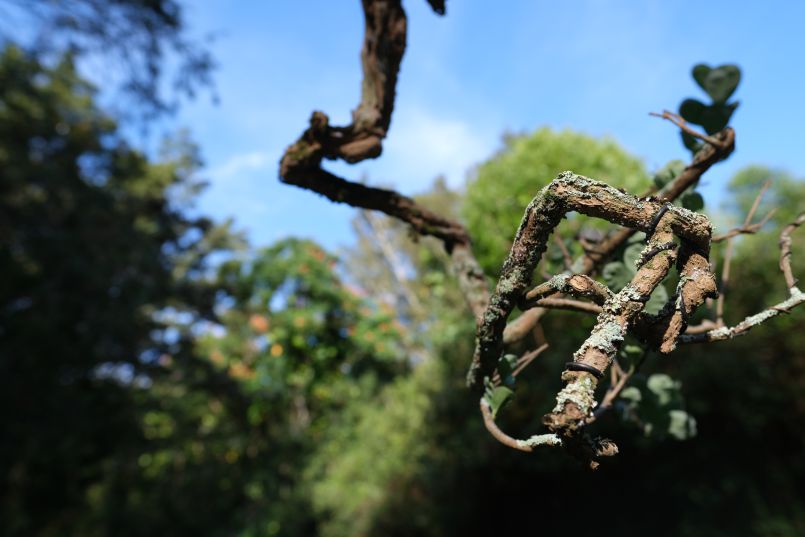 Bonsai Trees Closeup