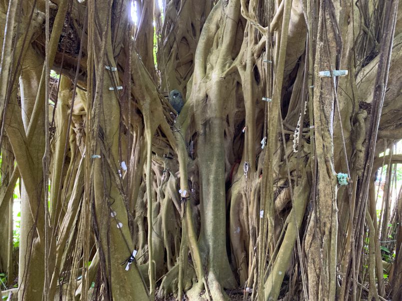 Shanmuga Banyan Offerings