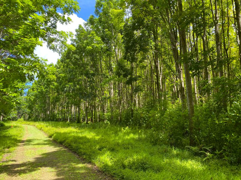Walk Through Wai Koa Plantation