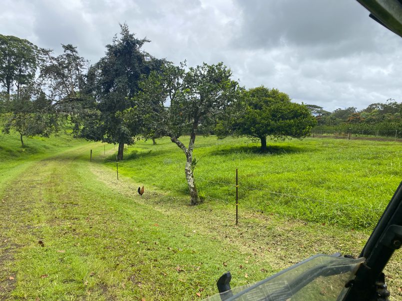 Hawaiian Heirloom Orange Tree