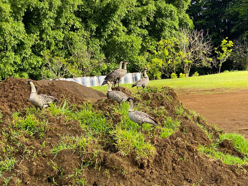 Nene Geese