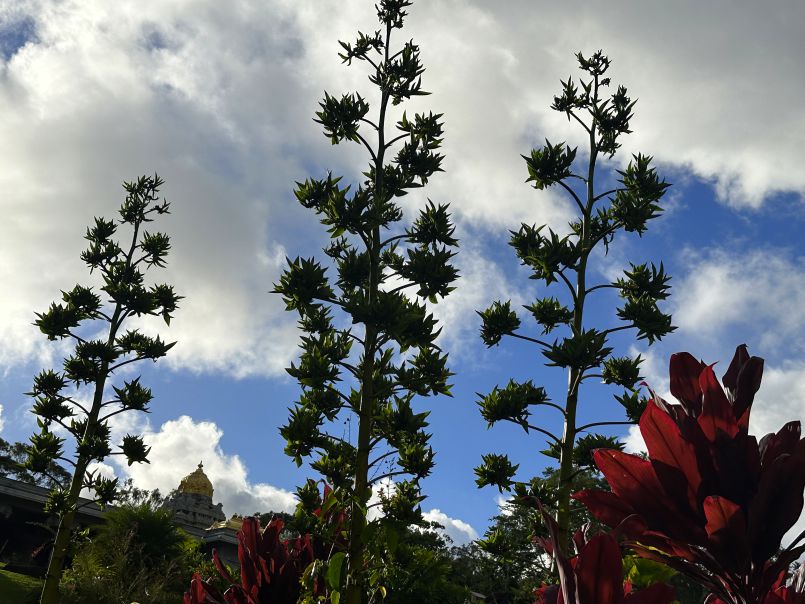 Siva's Sacred Gardens on July 19th