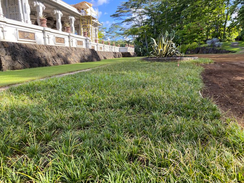 Mondo Grass Planting Update