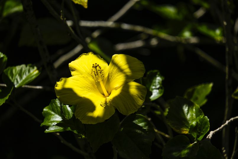 Through the Lens of Shankara
