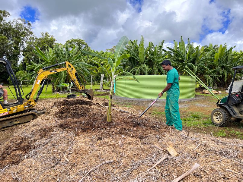 Planting More Banana Trees