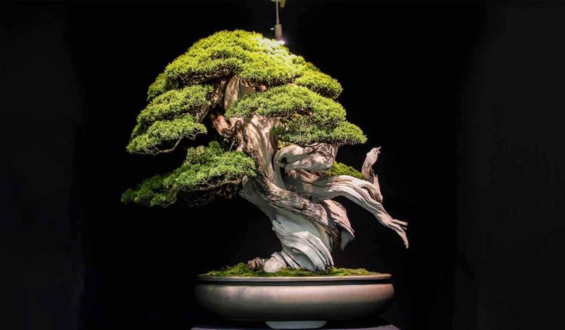 Bonsai Trees for Our Satgurus