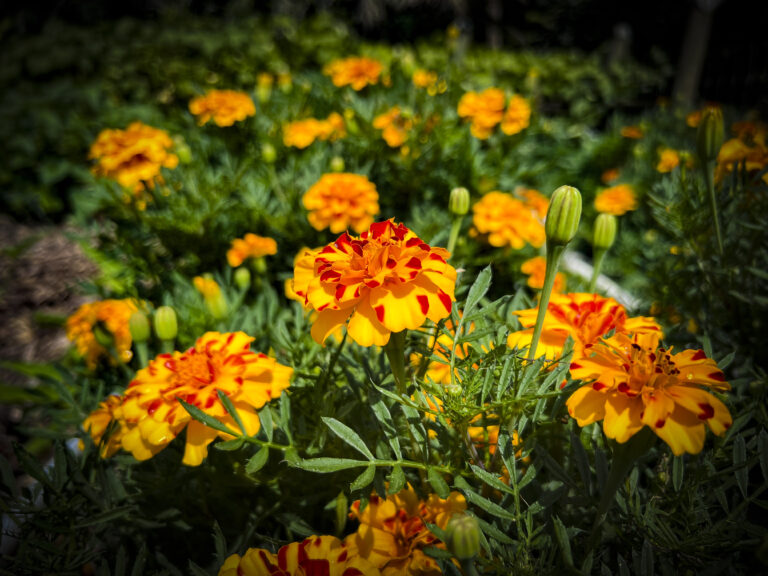 Our Garden Day