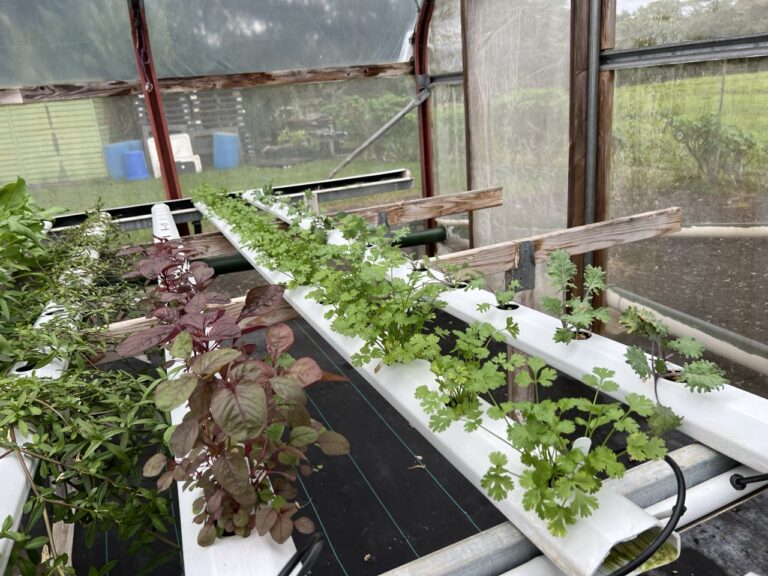 Greenhouse Greens